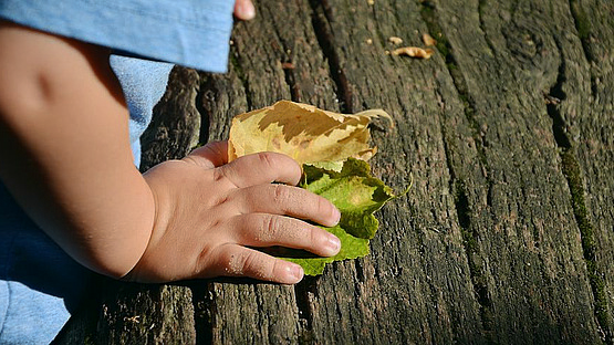Kinderhand mit Blättern an einem Baum
